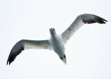 Northern Gannet - Morus bassanus