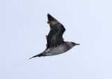 Parasitic Jaeger - Stercorarius parasiticus