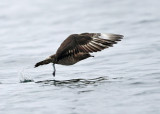 Parasitic Jaeger - Stercorarius parasiticus