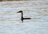 Red-necked Grebe - Podiceps grisegena