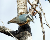 Red-breasted Nuthatch - Sitta canadensis