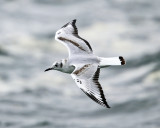 Bonapartes Gull - Chroicocephalus philadelphia