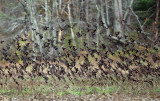 Red-winged Blackbirds - Agelaius phoeniceus