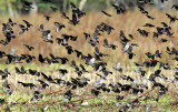 Red-winged Blackbirds - Agelaius phoeniceus