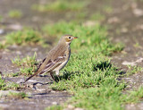 American Pipit - Anthus rubescens