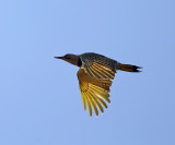 Norhtern Flicker - Colaptes auratus