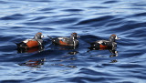 Harlequin Duck - Histrionicus histrionicus