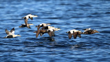 Common Eider - Somateria mollissima