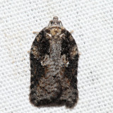 3520  Small Aspen Leaftier  Acleris fuscana