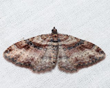 7416 - Bent-line Carpet - Costaconvexa centrostrigaria