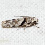 1851 – Stripe-backed Moth – Arogalea cristifasciella