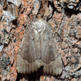 9638 - Copper Underwing - Amphipyra pyramidoides