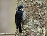 Black-backed Woodpecker - Picoides arcticus