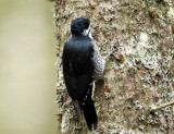 Black-backed Woodpecker - Picoides arcticus