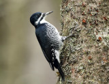 Black-backed Woodpecker - Picoides arcticus