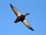 American Black Duck - Anas rubripes