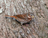 Fox Sparrow - Passerella iliaca