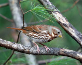 Fox Sparrow - Passerella iliaca