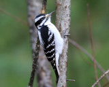 Hairy Woodpecker - Picoides villosus