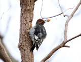 Red-headed Woodpecker - Melanerpes erythrocephalus (immature)