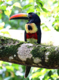 Fiery-billed Aracari - Pteroglossus frantzii