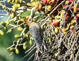 Hoffmans Woodpecker - Melanerpes hoffmannii