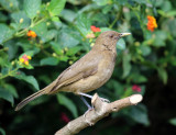 Clay-colored Thrush - Turdus grayi