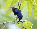 Shining Honeycreeper - Cyanerpes lucidus