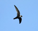 White-collared Swift - Streptoprocne zonaris