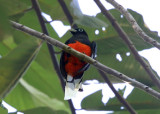 Bairds Trogon - Trogon bairdii