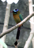 Lessons Motmot - Momotus lessonii