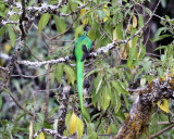 Resplendent Quetzel - Pharomachrus mocinno