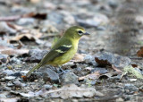 Yellow-winged Vireo - Vireo carmioli