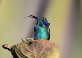 Green Violetear - Colibri thalassinus