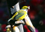 Silver-throated Tanager - Tangara icterocephala