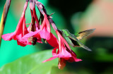 Magnificent Hummingbird - Eugenes fulgens