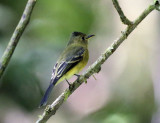 Tufted Flycatcher - Mitrephanes phaeocercus