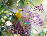 Silver-throated Tanager - Tangara icterocephala