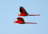 Scarlet Macaw - Ara macao