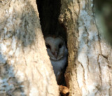 Barn Owl - Tyto alba