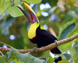 Chestnut-mandibled Toucan - Ramphastos swainsonii