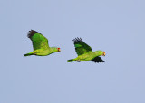Red-lored Parrots - Amazona autumnalis