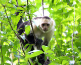 White-faced Capuchin - Cebus capucinus