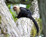 White-faced Capuchin - Cebus capucinus