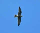 Peregrine Falcon - Falco peregrinus