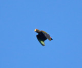 White-crowned Parrot - Pionus senilis