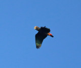 White-crowned Parrot - Pionus senilis