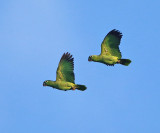 Mealy Parrots - Amazona farinosa