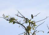 Yellow-billed Cotinga - Carpodectes antoniae (female)