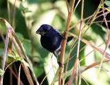 Blue-black Grosbeak - Cyanocompsa cyanoides